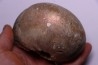 CADOCERAS EMELIANZEVI (Vor)  Callovian  Gorky, RUSSIA