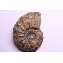 PROTEXANITES sp. - Coniacian - Peru