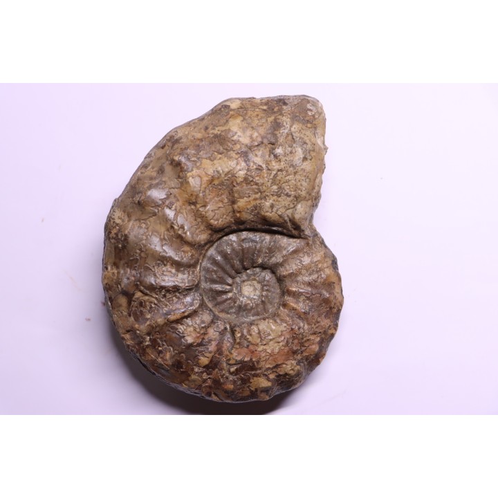 PROTEXANITES sp. - Coniacien - Perou
