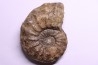 PROTEXANITES sp. - Coniacian - Peru