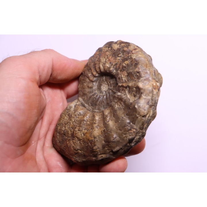 PROTEXANITES sp. - Coniacian - Peru