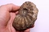 PROTEXANITES sp. - Coniacian - Peru