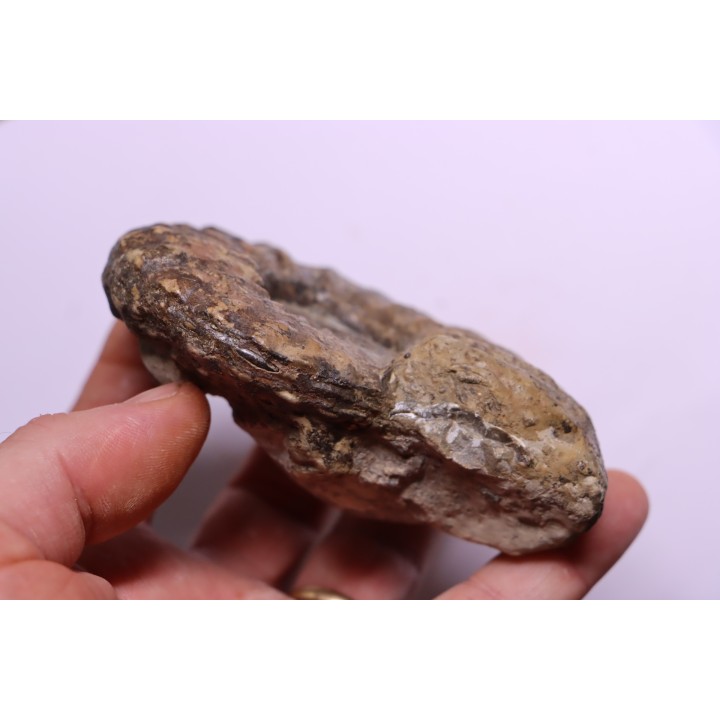 PROTEXANITES sp. - Coniacien - Perou
