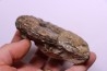 PROTEXANITES sp. - Coniacian - Peru