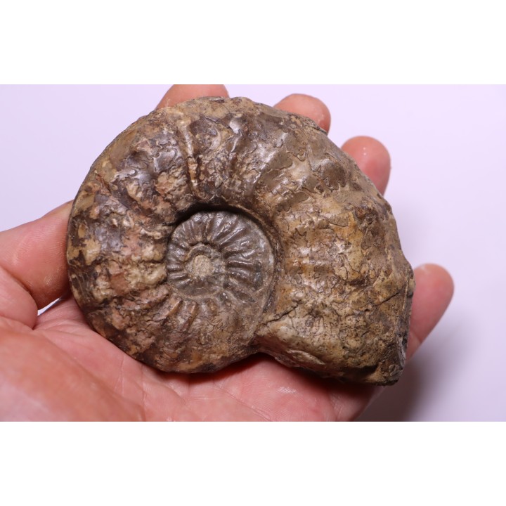 PROTEXANITES sp. - Coniacien - Perou