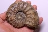 PROTEXANITES sp. - Coniacian - Peru