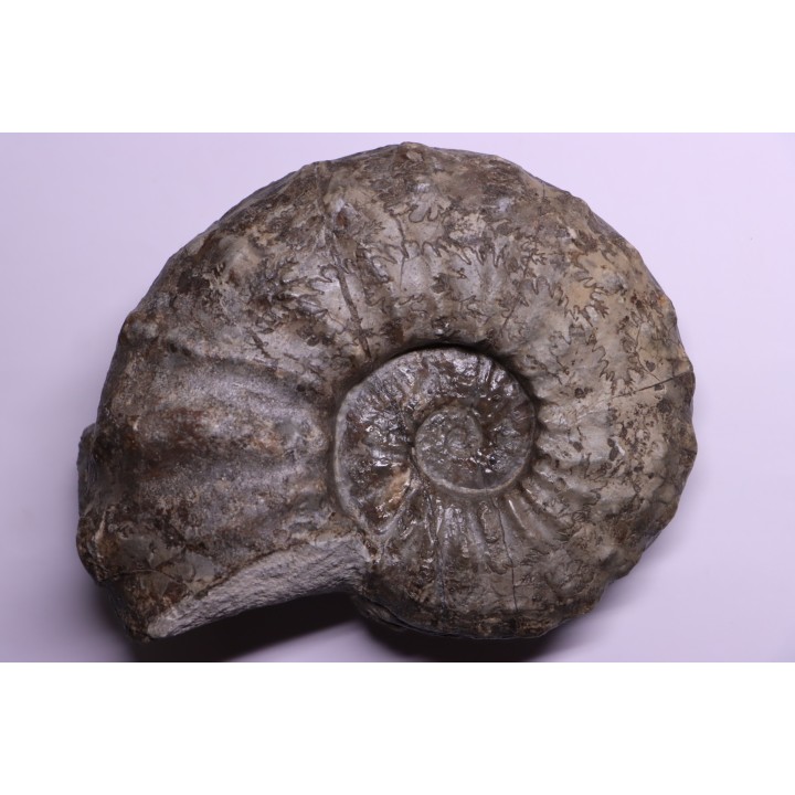 PROTEXANITES sp. - Coniacien - Perou
