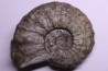 PROTEXANITES sp. - Coniacien - Perou