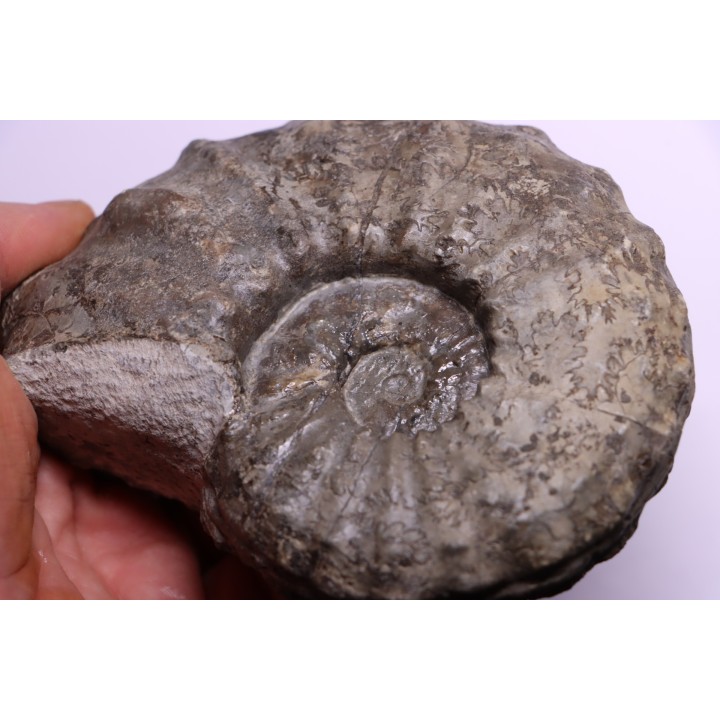 PROTEXANITES sp. - Coniacian - Peru