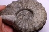 PROTEXANITES sp. - Coniacien - Perou