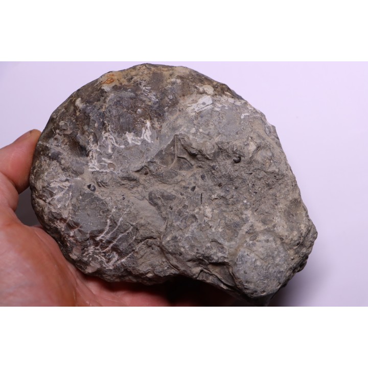 PROTEXANITES sp. - Coniacian - Peru