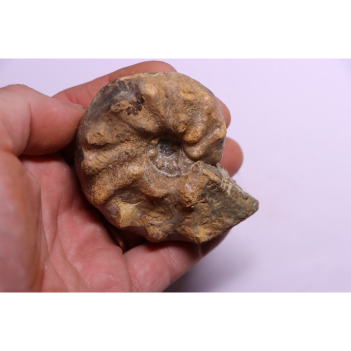 Buchiceras bilobatum - Coniacien - Perou
