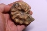 Buchiceras bilobatum - Coniacien - Perou
