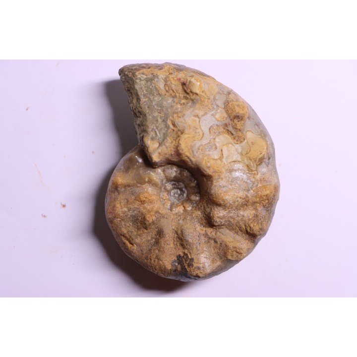 Buchiceras bilobatum - Coniacien - Perou