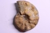 Buchiceras bilobatum - Coniacien - Perou