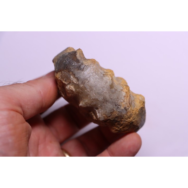Buchiceras bilobatum - Coniacian - Peru