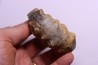 Buchiceras bilobatum - Coniacien - Perou