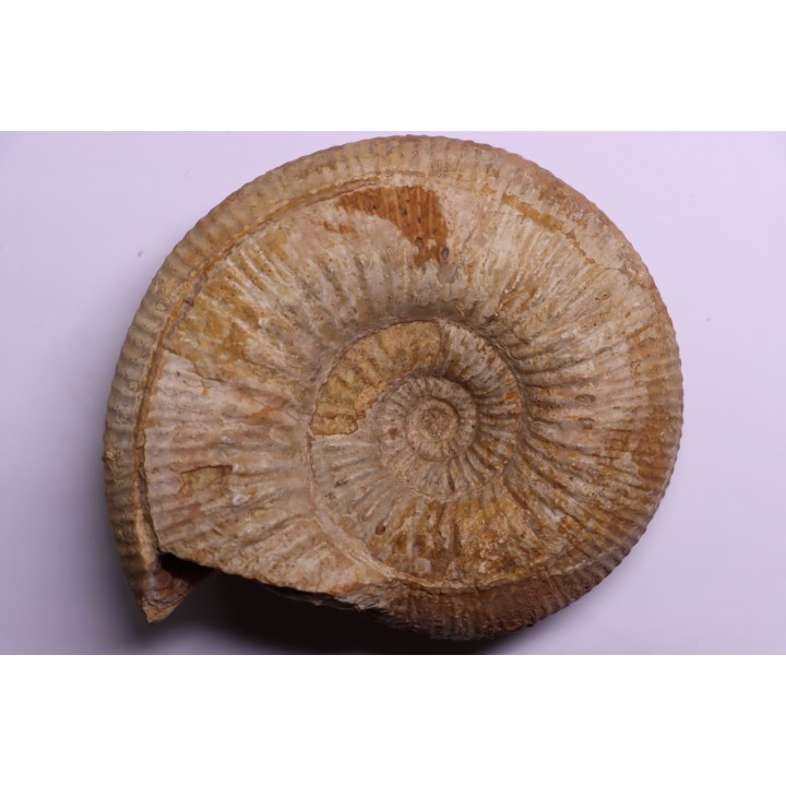Stephanoceras masckei - bajocien - Bayeux -14 - FRANCE