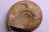 Stephanoceras masckei - bajocien - Bayeux -14 - FRANCE