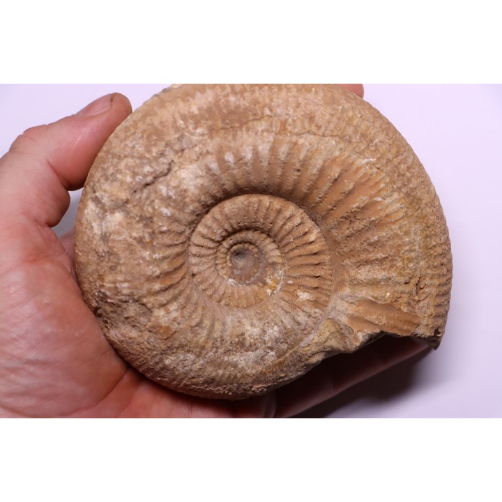 Stephanoceras masckei - bajocien - Bayeux -14 - FRANCE