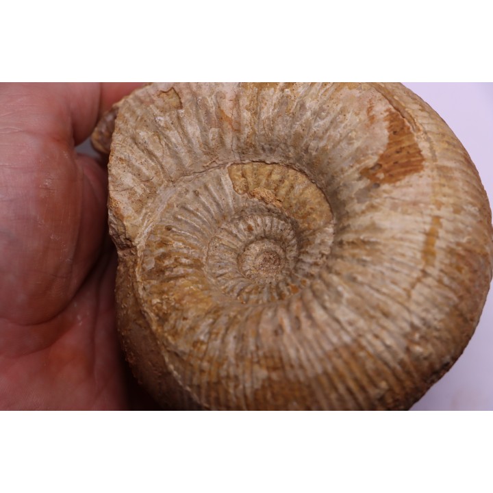 Stephanoceras masckei - bajocien - Bayeux -14 - FRANCE