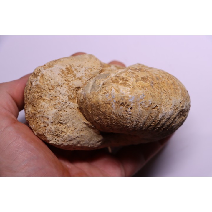 TORNQUINTE MULTICOSTATUM  Oxfordien  Germiny, (58) FRANCE