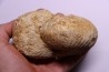 TORNQUINTE MULTICOSTATUM  Oxfordien  Germiny, (58) FRANCE