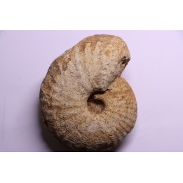 TORNQUINTE MULTICOSTATUM  Oxfordien  Germiny, (58) FRANCE