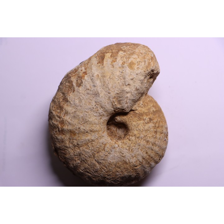 TORNQUINTE MULTICOSTATUM  Oxfordien  Germiny, (58) FRANCE