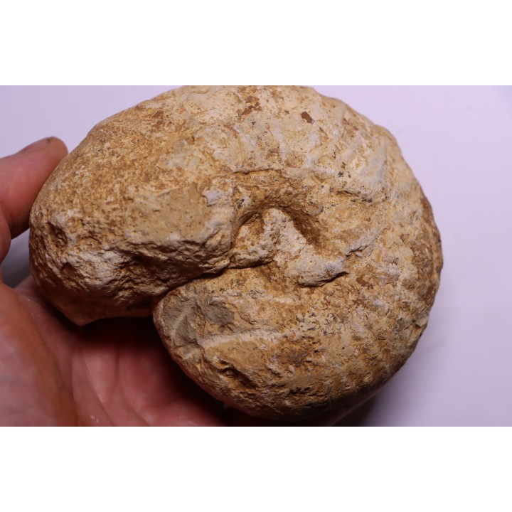 TORNQUINTE MULTICOSTATUM  Oxfordien  Germiny, (58) FRANCE