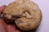 TORNQUINTE MULTICOSTATUM  Oxfordien  Germiny, (58) FRANCE