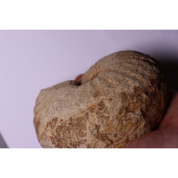TORNQUINTE MULTICOSTATUM  Oxfordien  Germiny, (58) FRANCE