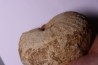 TORNQUINTE MULTICOSTATUM  Oxfordien  Germiny, (58) FRANCE