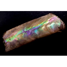 BACULITES COMPRESSUS - upper Campanian - Pierre Shale Fmt - south Dakota - USA