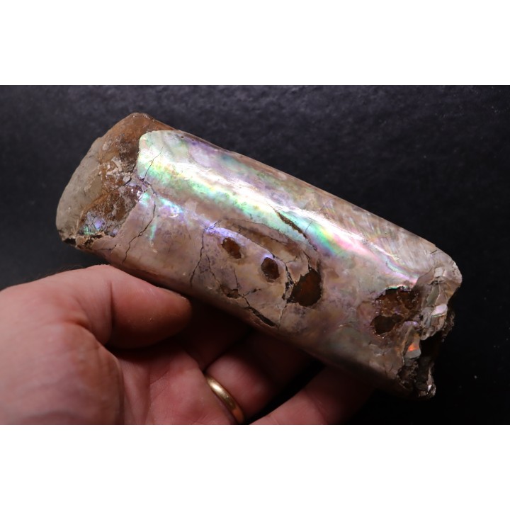 BACULITES COMPRESSUS - upper Campanian - Pierre Shale Fmt - south Dakota - USA