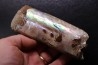 BACULITES COMPRESSUS - campanien - Pierre Shale Fmt - Dakota du sud – USA