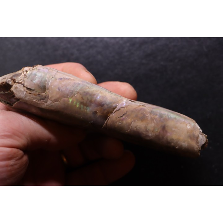 BACULITES COMPRESSUS - campanien - Pierre Shale Fmt - Dakota du sud – USA