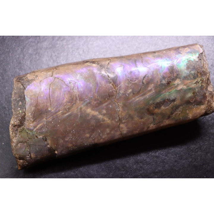 BACULITES COMPRESSUS - upper Campanian - Pierre Shale Fmt - south Dakota - USA