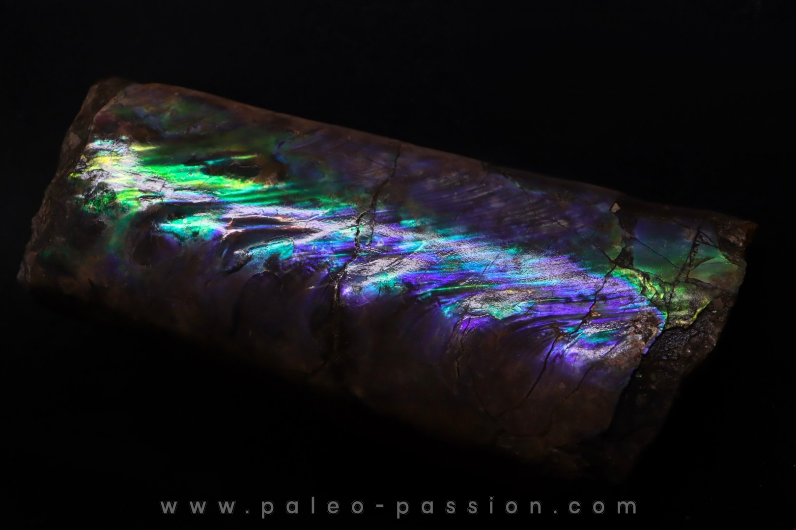 BACULITES COMPRESSUS - campanien - Pierre Shale Fmt - Dakota du sud – USA