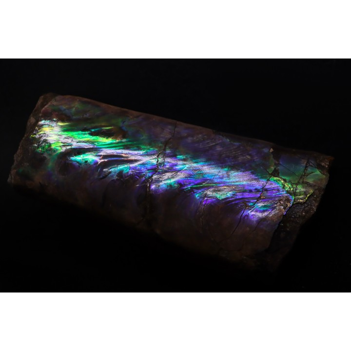BACULITES COMPRESSUS - upper Campanian - Pierre Shale Fmt - south Dakota - USA