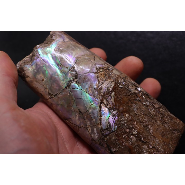 BACULITES COMPRESSUS - upper Campanian - Pierre Shale Fmt - south Dakota - USA