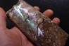 BACULITES COMPRESSUS - campanien - Pierre Shale Fmt - Dakota du sud – USA