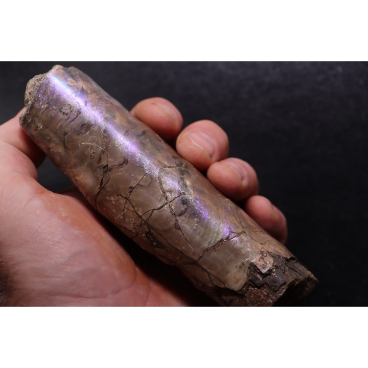 BACULITES COMPRESSUS - campanien - Pierre Shale Fmt - Dakota du sud – USA