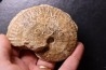 très rare Phlycticeras dorsocavatum  - bathonien - Nièvre 58 - FRANCE