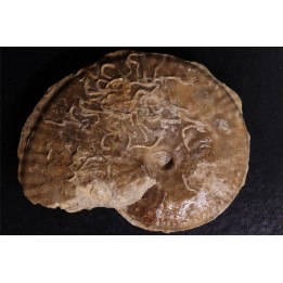 très rare Phlycticeras dorsocavatum  - bathonien - Nièvre 58 - FRANCE