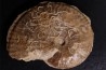 très rare Phlycticeras dorsocavatum  - bathonien - Nièvre 58 - FRANCE
