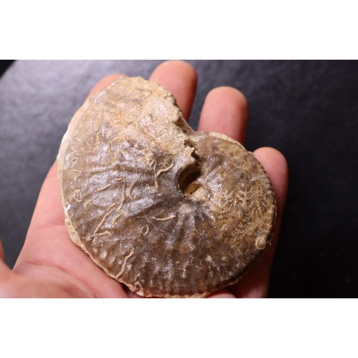 très rare Phlycticeras dorsocavatum  - bathonien - Nièvre 58 - FRANCE