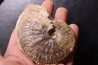 rare Phlycticeras dorsocavatum  - bathonian - Nièvre - FRANCE