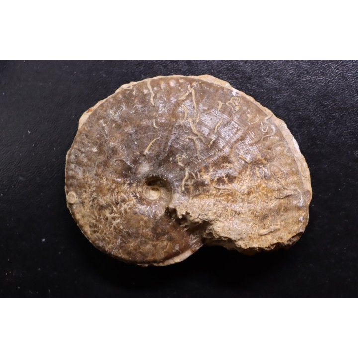 très rare Phlycticeras dorsocavatum  - bathonien - Nièvre 58 - FRANCE