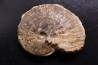 très rare Phlycticeras dorsocavatum  - bathonien - Nièvre 58 - FRANCE